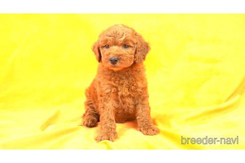 成約済の東京都のトイプードル-169635の1枚目