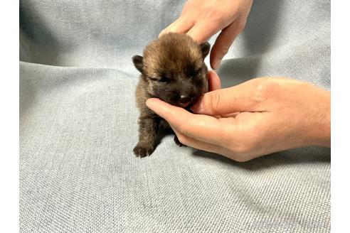 成約済の奈良県の豆柴-169642の5枚目