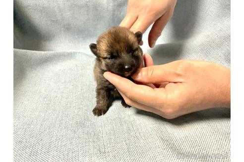 成約済の奈良県の豆柴-169642の4枚目