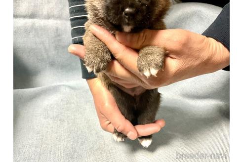 成約済の奈良県の豆柴-169649の7枚目
