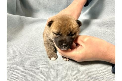 成約済の奈良県の豆柴-169649の6枚目