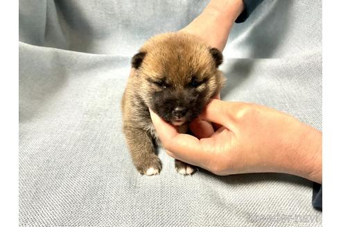 成約済の奈良県の豆柴-169649の5枚目