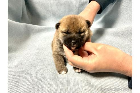 成約済の奈良県の豆柴-169649の3枚目