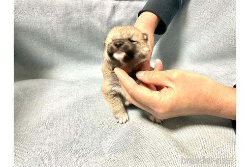 成約済の奈良県の豆柴-169670の7枚目