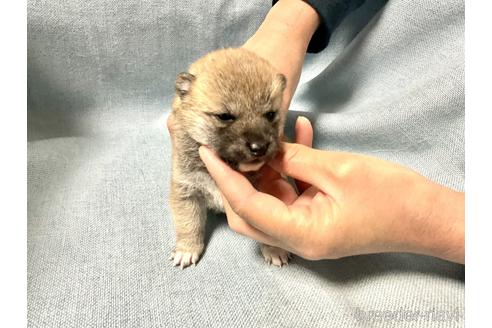 成約済の奈良県の豆柴-169670の4枚目