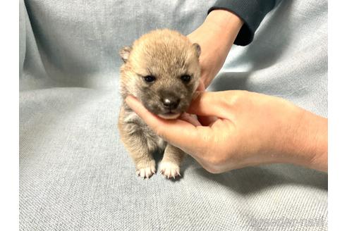 成約済の奈良県の豆柴-169670の3枚目