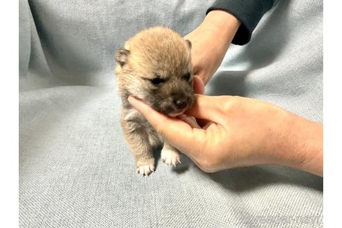 成約済の奈良県の豆柴-169670の2枚目