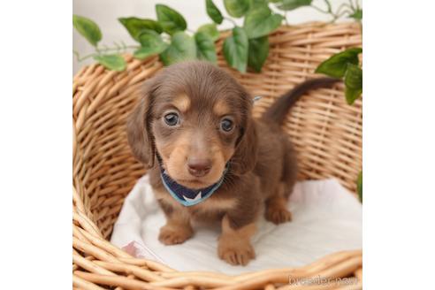 成約済の愛媛県のミニチュアダックスフンド(ロングヘアード)-169678の1枚目