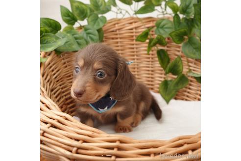 成約済の愛媛県のミニチュアダックスフンド(ロングヘアード)-169678の2枚目