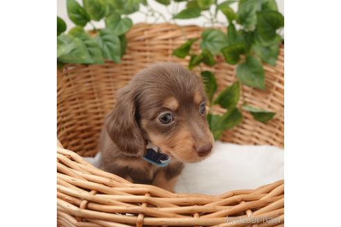 成約済の愛媛県のミニチュアダックスフンド(ロングヘアード)-169678の3枚目