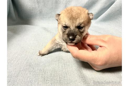 成約済の奈良県の豆柴-169677の1枚目