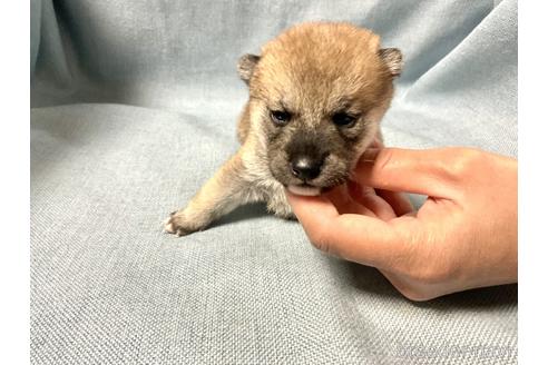 成約済の奈良県の豆柴-169677の3枚目