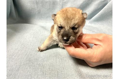成約済の奈良県の豆柴-169677の2枚目