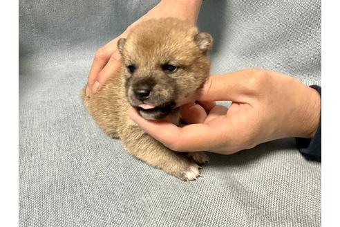 成約済の奈良県の豆柴-169681の8枚目