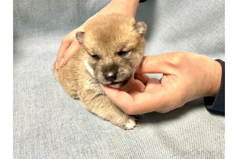 成約済の奈良県の豆柴-169681の7枚目