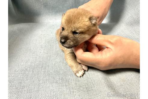 成約済の奈良県の豆柴-169681の6枚目