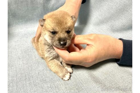 成約済の奈良県の豆柴-169681の5枚目