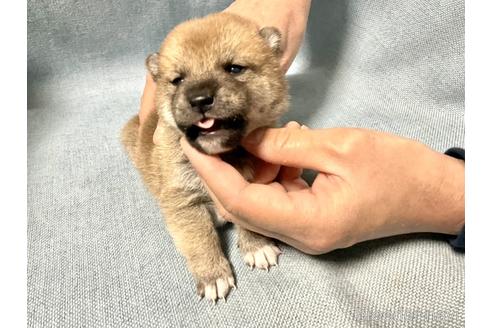 成約済の奈良県の豆柴-169681の4枚目