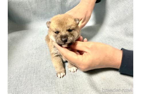 成約済の奈良県の豆柴-169681の1枚目