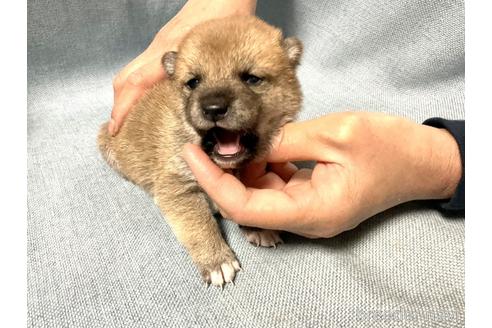 成約済の奈良県の豆柴-169681の3枚目