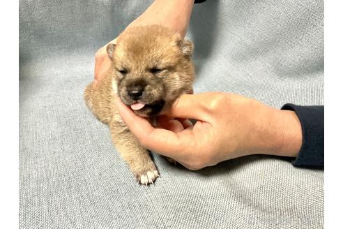 成約済の奈良県の豆柴-169681の2枚目