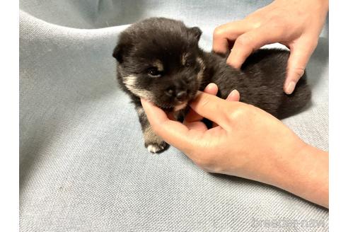 成約済の奈良県の豆柴-169684の5枚目