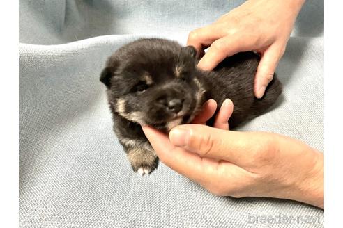 成約済の奈良県の豆柴-169684の1枚目