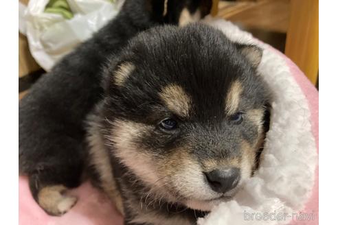 成約済の広島県の柴犬-165908の2枚目