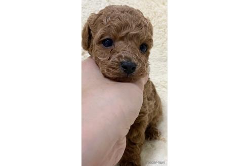 成約済の岡山県のタイニープードル-168597の5枚目