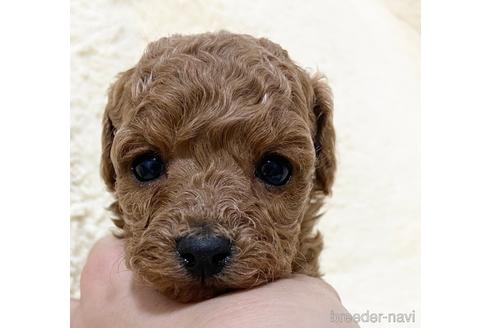 成約済の岡山県のタイニープードル-168597の4枚目