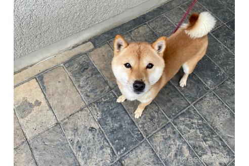 成約済の兵庫県の豆柴-169700の4枚目