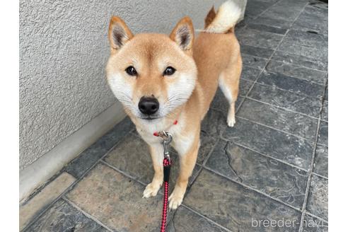 成約済の兵庫県の豆柴-169700の2枚目