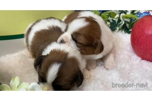 成約済の栃木県のミックス犬-169724の1枚目
