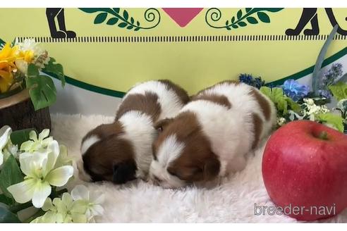 成約済の栃木県のミックス犬-169727の2枚目
