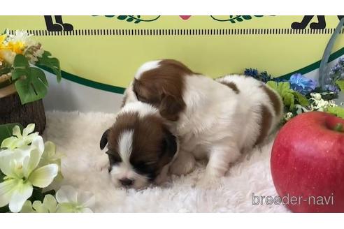 成約済の栃木県のミックス犬-169727の1枚目