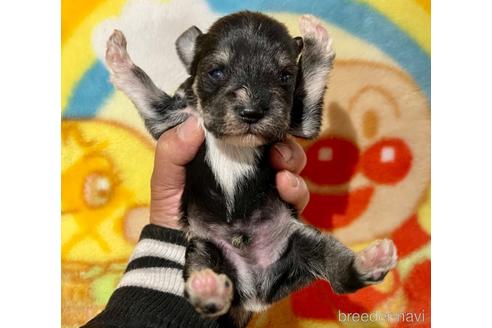 成約済の長野県のミニチュアシュナウザー-169743の1枚目