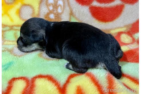 成約済の長野県のミニチュアシュナウザー-169743の2枚目