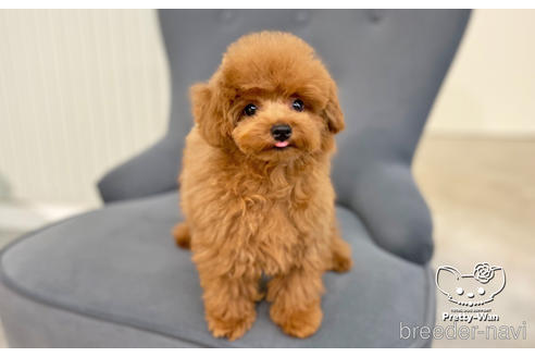 成約済の愛知県のタイニープードル-159713の2枚目