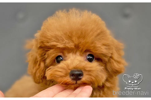 成約済の愛知県のタイニープードル-159713の1枚目