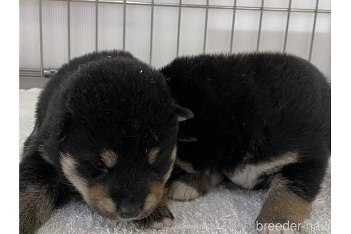 成約済の岡山県の柴犬-168798の1枚目