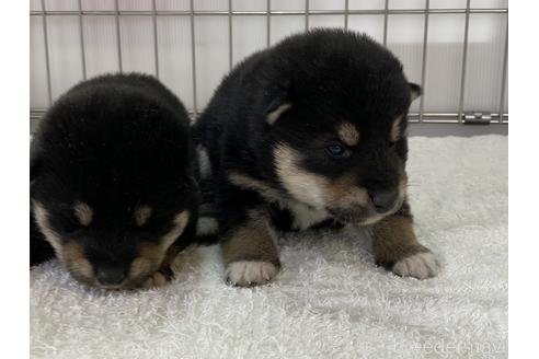 成約済の岡山県の柴犬-168797の1枚目