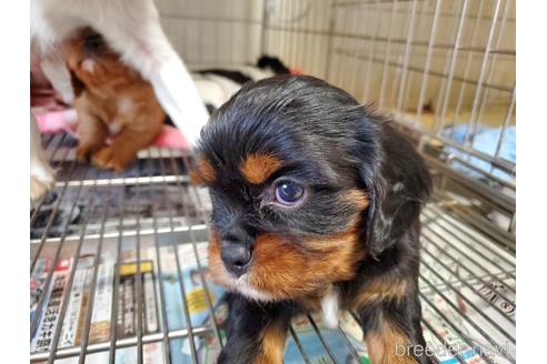 成約済の愛知県のキャバリアキングチャールズスパニエル-168961の11枚目