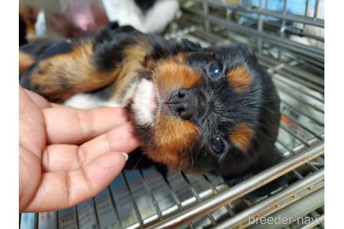 成約済の愛知県のキャバリアキングチャールズスパニエル-168961の7枚目