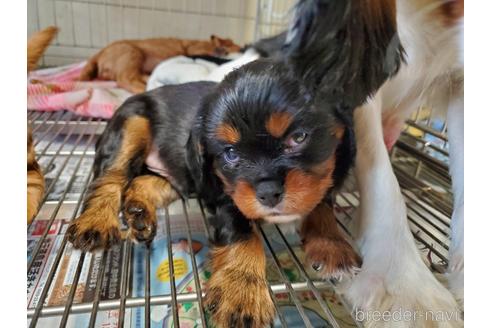 成約済の愛知県のキャバリアキングチャールズスパニエル-168961の9枚目