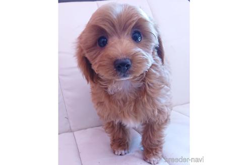 成約済の静岡県のミックス犬-169781の1枚目
