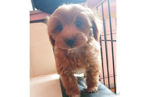 成約済の静岡県のミックス犬-169781の5枚目