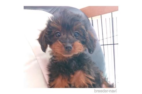 成約済の静岡県のミックス犬-169784の1枚目