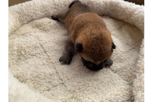 成約済の岡山県の柴犬-169829の7枚目