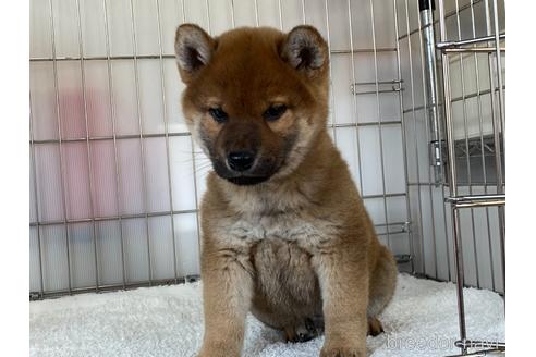 成約済の岡山県の柴犬-169831の1枚目