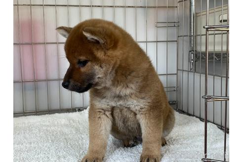 成約済の岡山県の柴犬-169831の2枚目